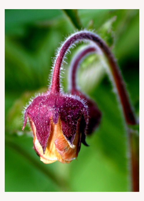 photo "Before bloming" tags: nature, flowers