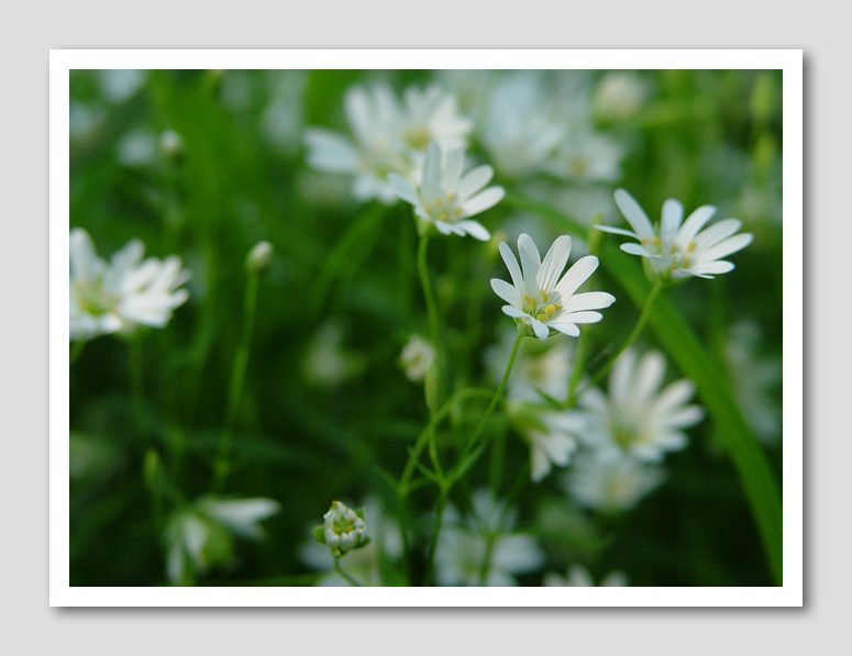 photo "***" tags: nature, flowers