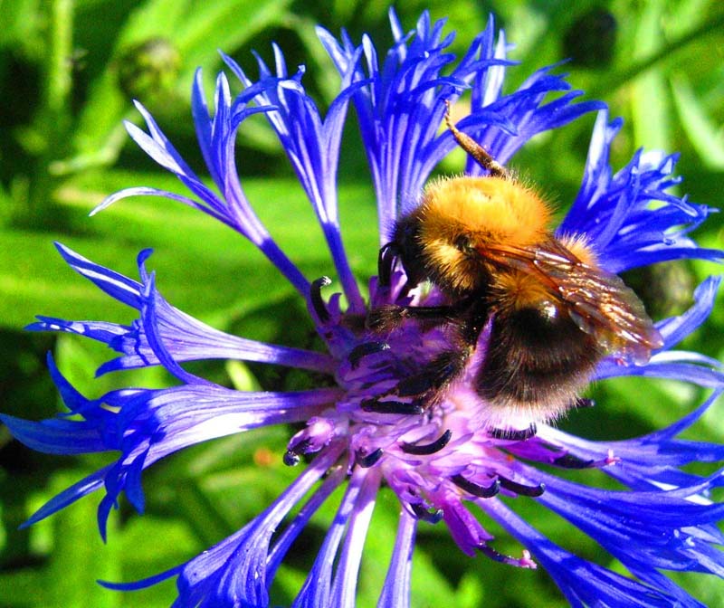 фото "bumblebee on a flower" метки: макро и крупный план, природа, насекомое