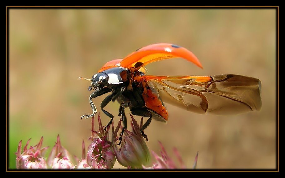 photo "Up to the sky..." tags: nature, macro and close-up, insect