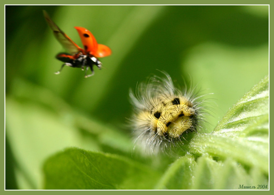 photo "From the chronicle of a diving bomber..." tags: macro and close-up, 