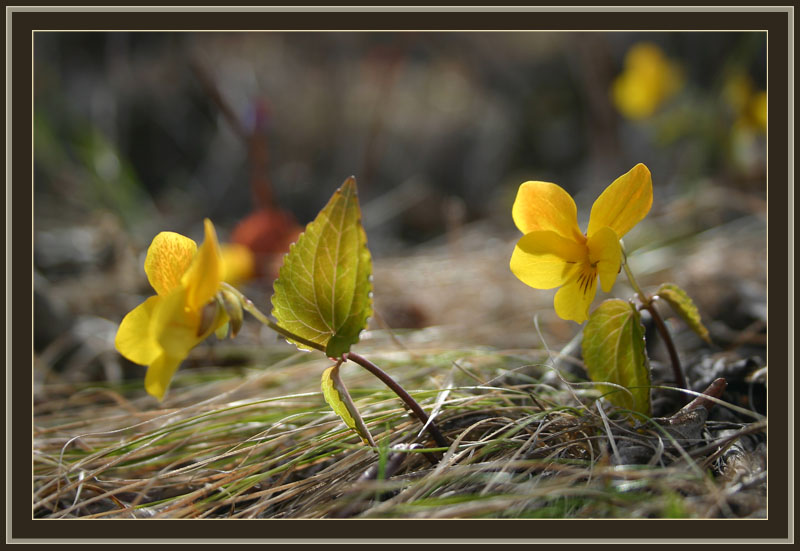 photo "***" tags: nature, macro and close-up, flowers