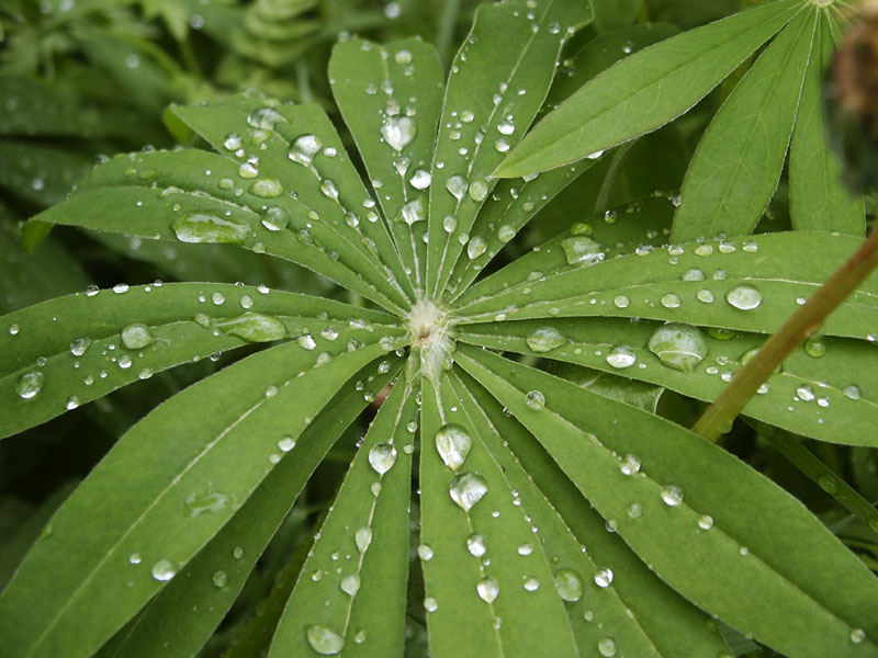 photo "Dew2" tags: macro and close-up, landscape, water