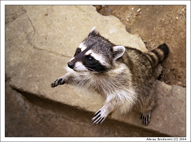 photo "A little beggar" tags: nature, wild animals