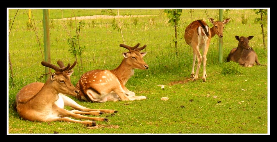 photo "the great four" tags: nature, wild animals