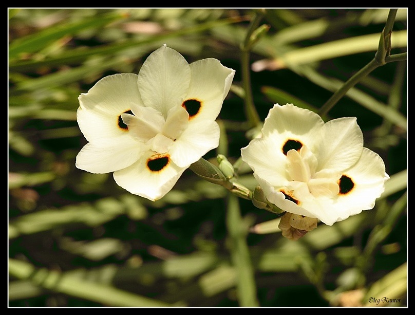 photo "Duet." tags: macro and close-up, nature, flowers