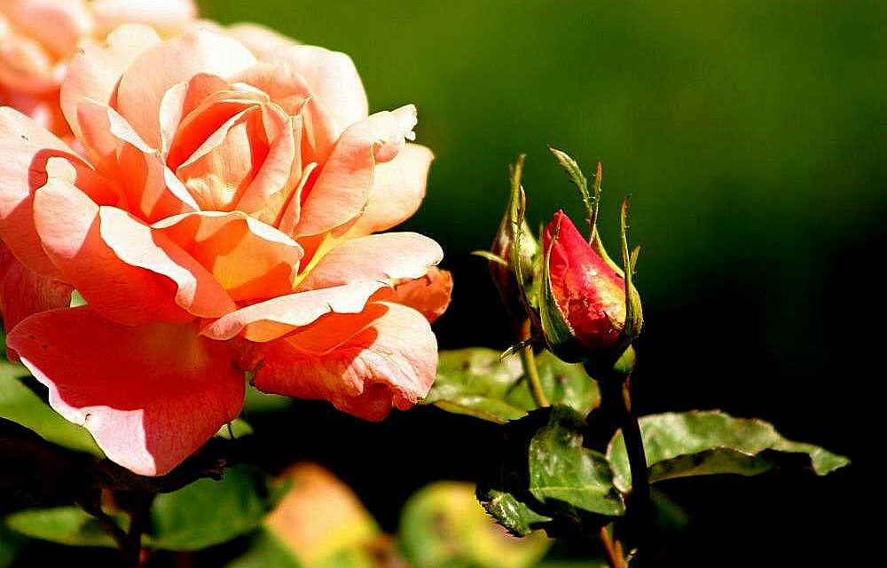 photo "Mother and Daughter" tags: nature, flowers