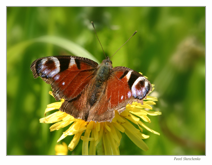 photo "Butterfly" tags: macro and close-up, 