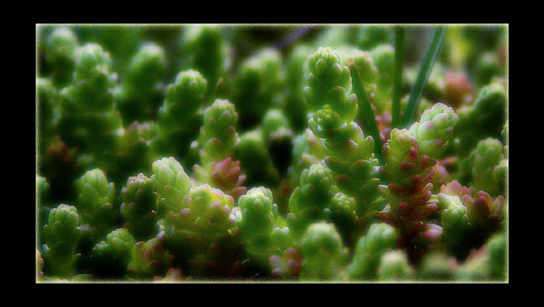 photo "grass" tags: macro and close-up, 