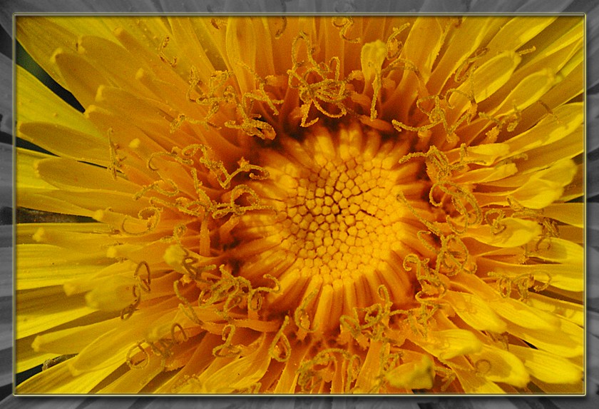 photo "Dandelion 2" tags: macro and close-up, 