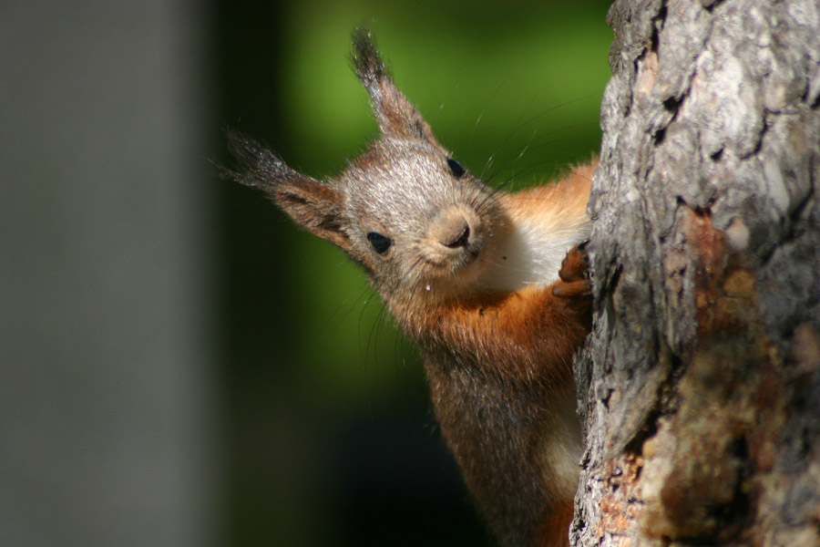 photo "Squirrel noticing that he`s been photographed" tags: nature, wild animals