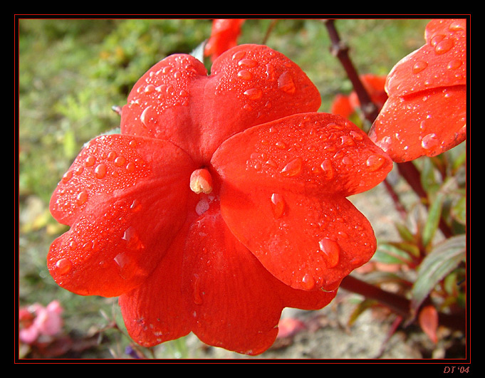 фото "the red" метки: макро и крупный план, природа, цветы