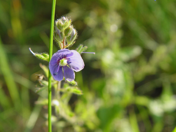 photo "летнее #3" tags: macro and close-up, 