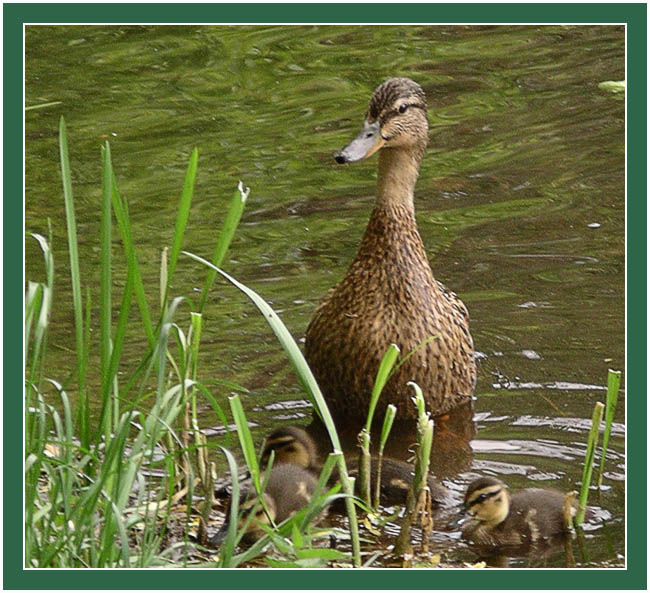 photo "Careful mum" tags: nature, wild animals