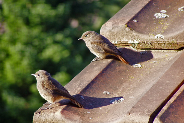 photo "Two Birds" tags: nature, wild animals