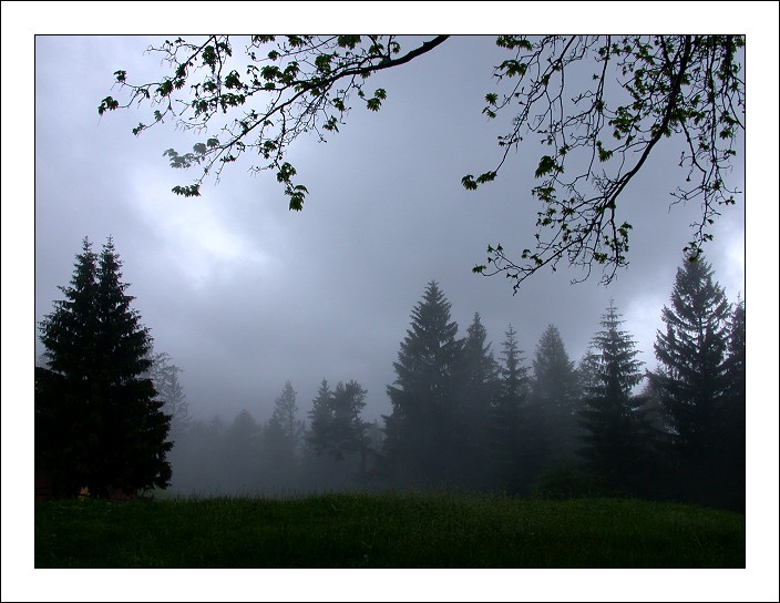 photo "It`s Getting Dark" tags: landscape, forest, summer