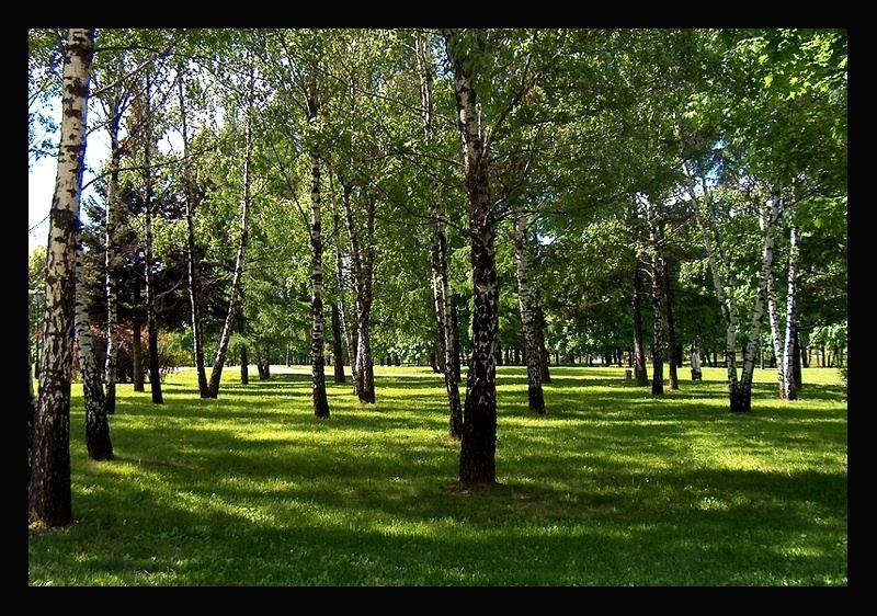 photo "Birchwood" tags: landscape, summer