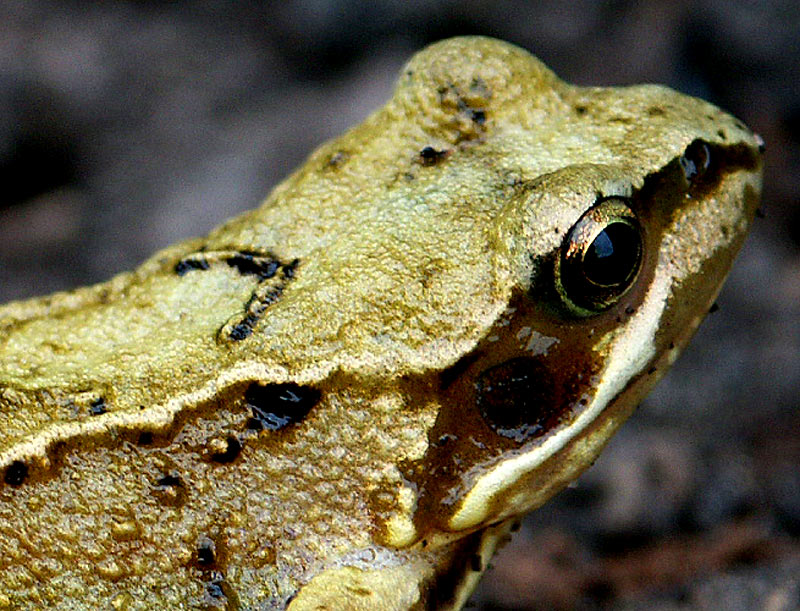 photo "YOung frog" tags: misc., 