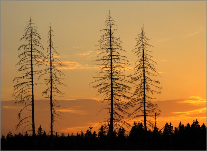 photo "Old mens looking on a decline." tags: genre, landscape, forest