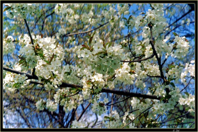 photo "Apple-tree branch" tags: landscape, nature, flowers, spring