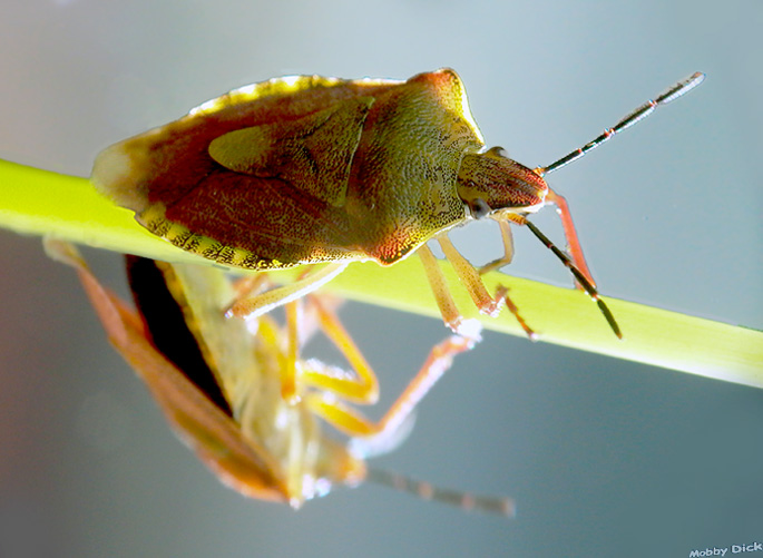 photo "on bridge" tags: nature, insect