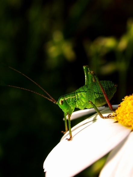 photo "Locusta" tags: macro and close-up, 