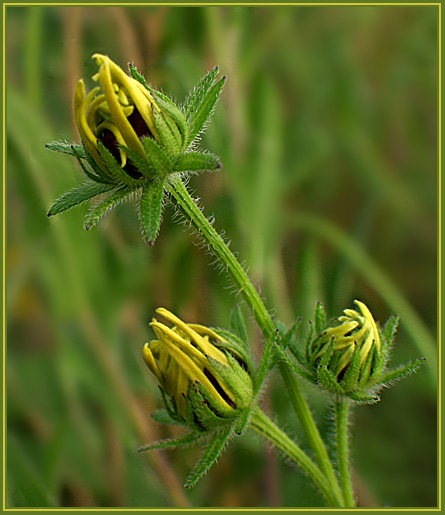 photo "Soprano" tags: macro and close-up, nature, flowers