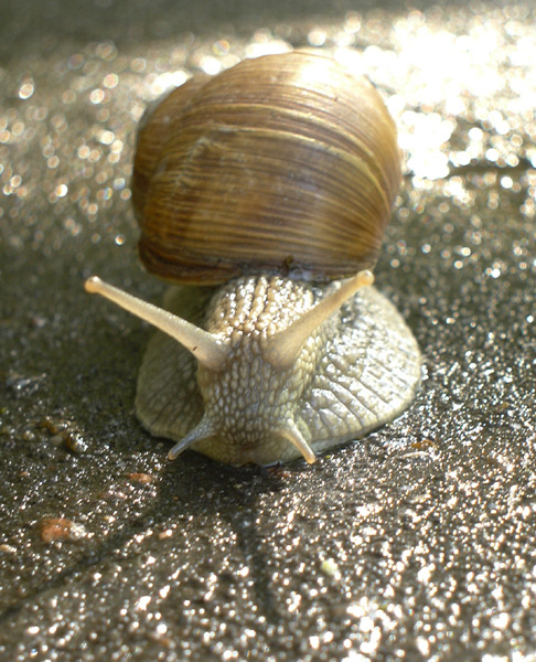 photo "The helix" tags: nature, macro and close-up, 