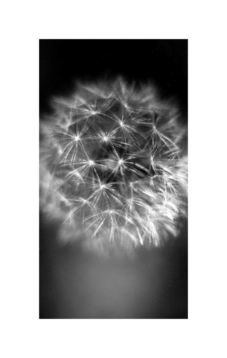 photo "Dandelion Clock" tags: macro and close-up, black&white, 