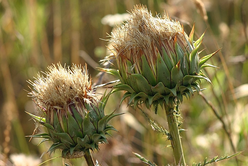 photo "Father and Son" tags: nature, flowers