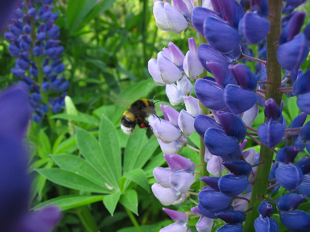 photo "Bumblebee collecting honey from the lupines" tags: macro and close-up, nature, insect