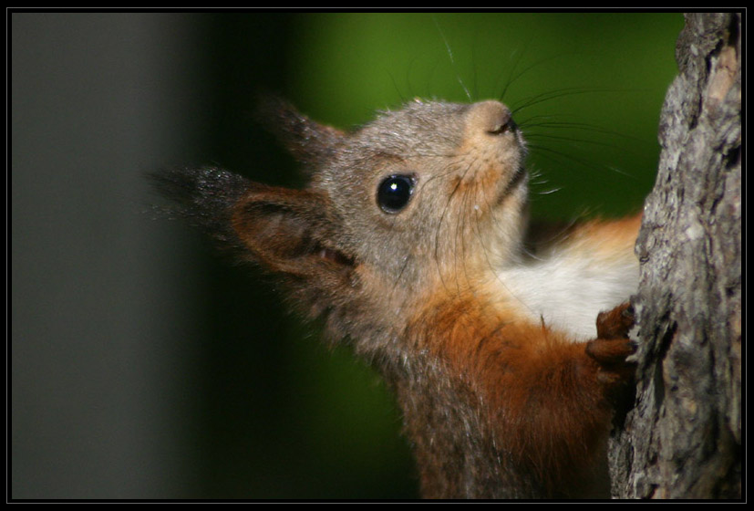 photo "Same `guy` excited by the photo shoot" tags: nature, wild animals