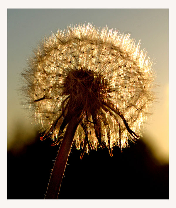 photo "Flower in evning sun" tags: nature, flowers