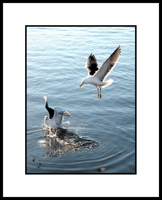 photo "gulls" tags: nature, wild animals