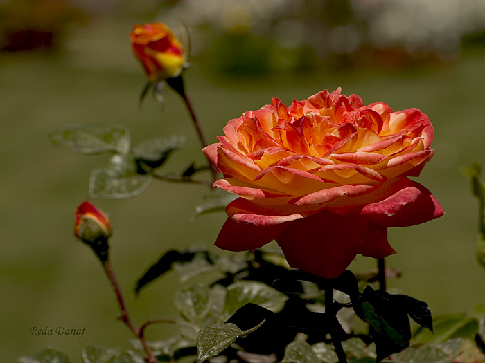 photo "Rose #5" tags: nature, flowers