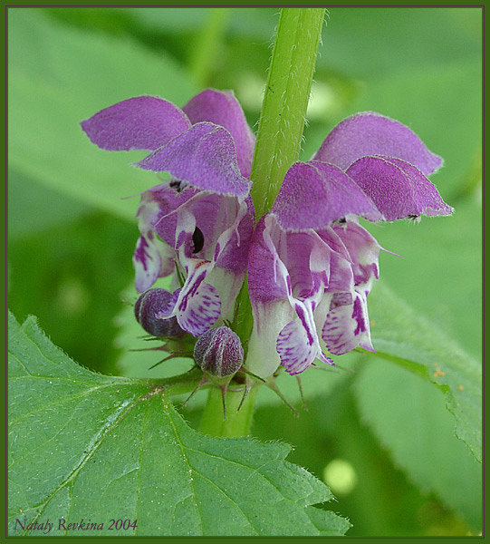 photo "Flower" tags: nature, macro and close-up, flowers