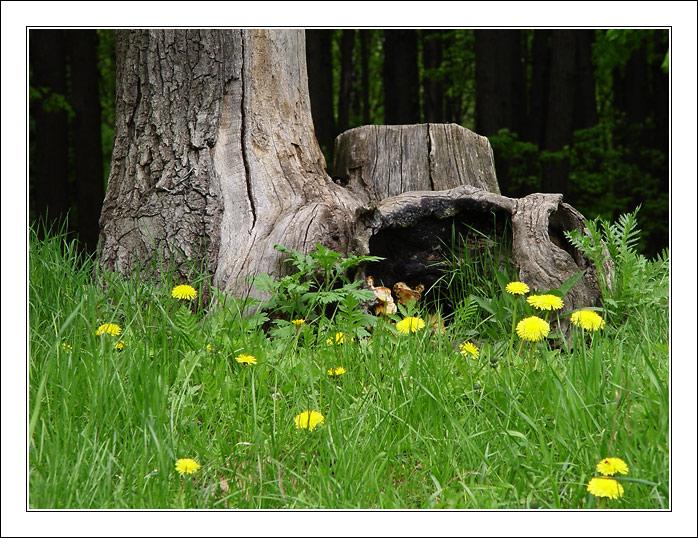 photo "Another picture for pleasure" tags: landscape, forest, spring