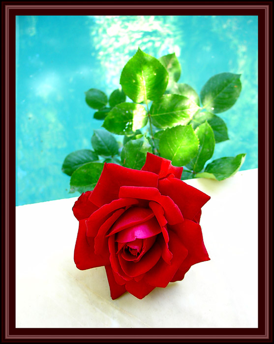 photo "Red rose" tags: macro and close-up, 