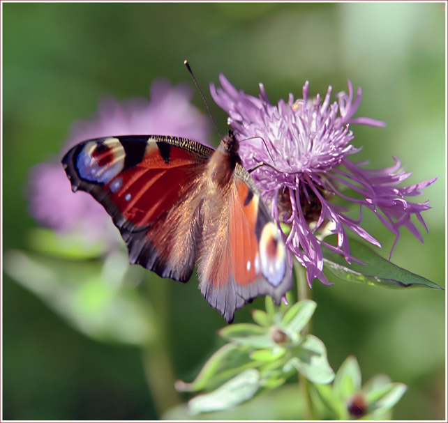 photo "Melody of summer" tags: nature, macro and close-up, insect