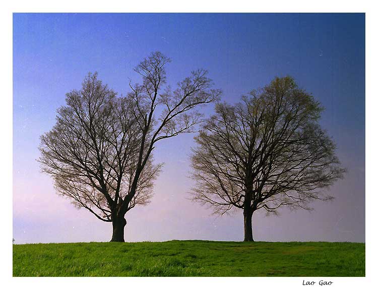 photo "Two Trees" tags: landscape, forest, mountains