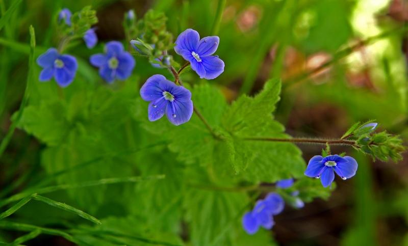 photo "Myosotis sylvatica" tags: nature, flowers