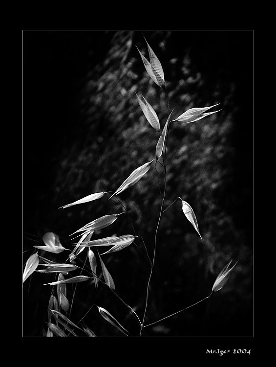 photo "Blade of grass" tags: macro and close-up, nature, flowers