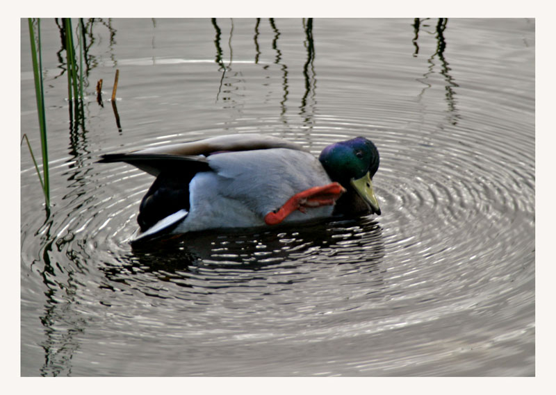 photo "Strange duck" tags: nature, wild animals