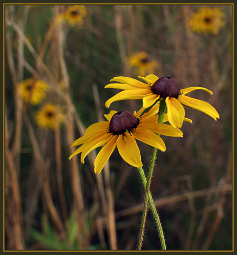 photo "Dance in the Grass" tags: nature, flowers