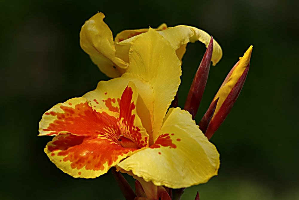 photo "Yellow and Red" tags: nature, flowers