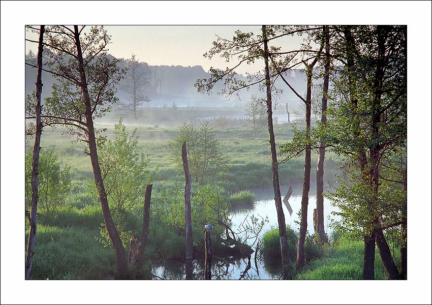 photo "The animated landscape with the seagull" tags: landscape, sunset, water