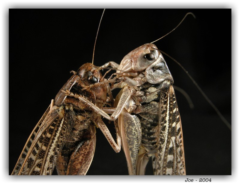 photo "Free-style wrestling" tags: macro and close-up, 