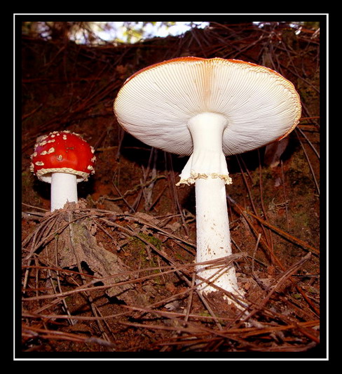 photo "Mushroons" tags: nature, macro and close-up, flowers