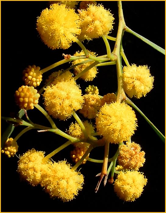 photo "SOMETHING DECORATIVE" tags: still life, nature, flowers