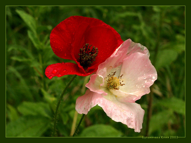 фото "...мы порой в любовь играем..." метки: природа, 